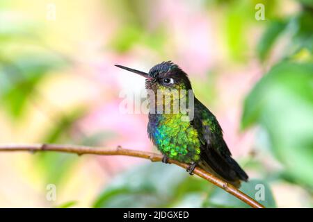 Feurig-kehliger Kolibri (Panterpe insignis) auf einem Zweig, San Gerardo de Dota, Costa Rica. Stockfoto