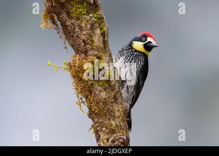 Acorn Woodpecker (Melanerpes formicivorus) auf einem Baum mit Moos, San Gerardo de Dota, Costa Rica. Stockfoto