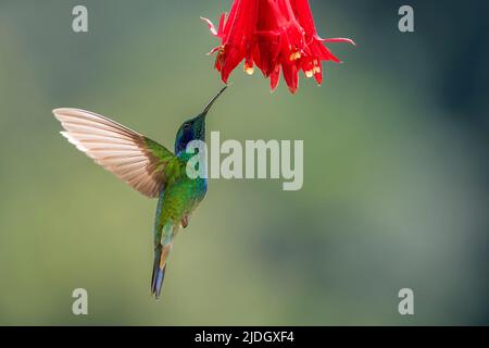 Grüne Veilchenschnecke (Colibri thalassinus), die während der Nektarfütterung an der Blüte schwebt, San Gerardo de Dota, Costa Rica. Stockfoto