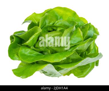 Frischer grüner Butterkopfsalat auf weißem Hintergrund Stockfoto