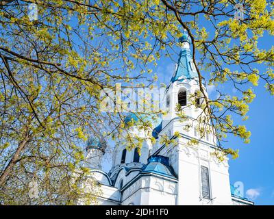 Blühender Baum und Fürbitte Kathedrale in Gatchina Stadt im Hintergrund, Russland am sonnigen Frühlingstag Stockfoto