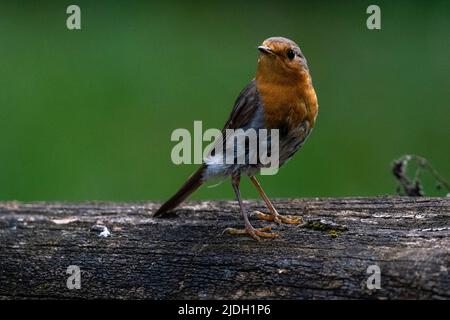 Europäischer Rotkehlchen (Erithacus rubecula), europäischer Grünfink (Chloris chloris), Nationalpark Notranjska, Slowenien. Stockfoto