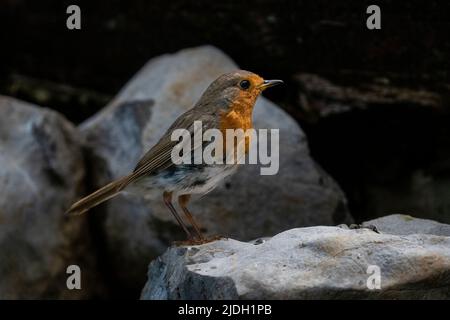 Europäischer Rotkehlchen (Erithacus rubecula), europäischer Grünfink (Chloris chloris), Nationalpark Notranjska, Slowenien. Stockfoto