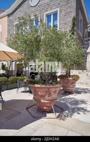 Olivenbaum in einem großen Topf für die Landschaftsgestaltung im Freien Restaurant. Stockfoto