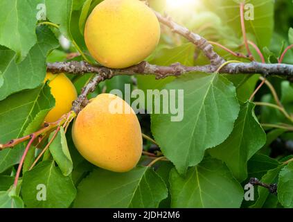 Nahaufnahme von reifen Aprikosen, die auf Ast oder Zweig im Ackerland hängen. Stockfoto