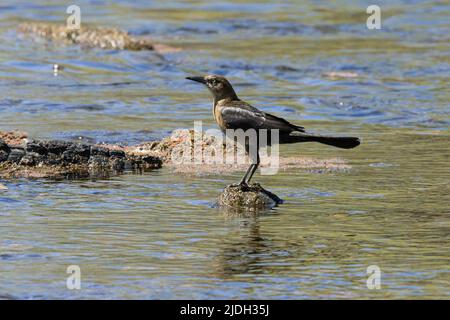 Gemeiner Grackel (Quiscalus quiscula), juvenil, Foranging am Fluss, USA, Arizona, Salt River Stockfoto