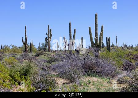 saguaro Kaktus (Carnegiea gigantea, Cereus giganteus), mehrere saguaro Kakteen in der Sonora Wüste, USA, Arizona, Sonoran Stockfoto