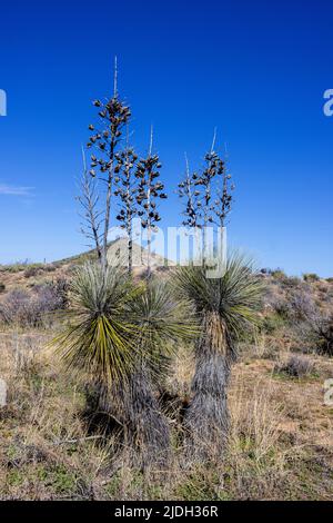 Soaptree, Soapweed, Palmella (Yucca elata), mit vielen Samenkapseln im Winter, USA, Arizona, Sonoran Stockfoto