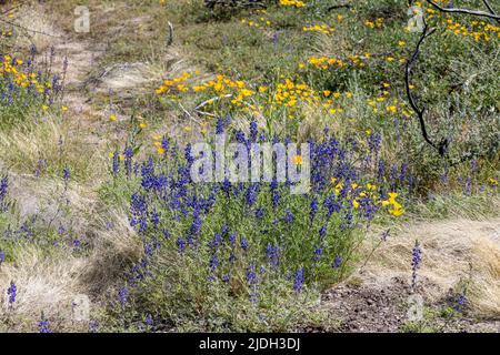 Arizona Lupine (Lupinus arizonicus), blühend mit mexikanischem Goldmohn, USA, Arizona, Sonoran Stockfoto