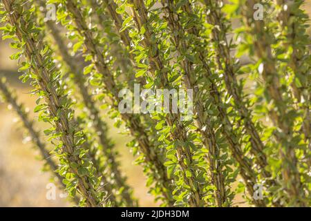 Ocotillo, Coachwhip, Jacob's Staff, Vine Cactus (Fouquieria splendens), Detail, Blätter im Backlight, USA, Arizona, Sonoran Stockfoto