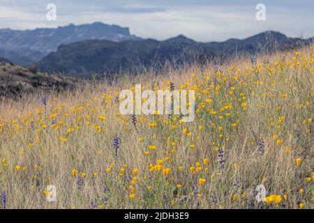 Kalifornischer Mohn, kalifornischer Mohn, Goldmohn (Eschscholzia californica), auf einer Wiese mit blauen Lupinen, USA, Arizona, Sonora-Wueste Stockfoto
