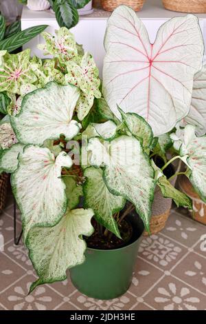 Farbenfrohe, exotische Caladium-Zimmerpflanzen in Blumentöpfen im städtischen Dschungelzimmer Stockfoto