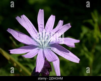 Blauer Salat, großer blauer Salat, Perennialsalat (Lactuca perennis), Blütenstand Stockfoto