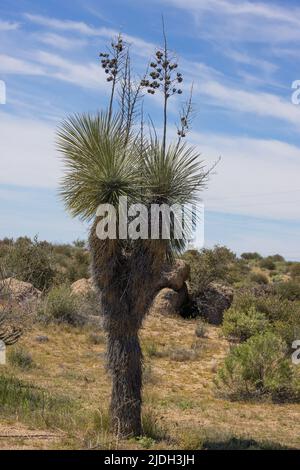 Soaptree, Soapweed, Palmella (Yucca elata), mit vielen Samenkapseln im Winter, USA, Arizona, Sonoran Stockfoto