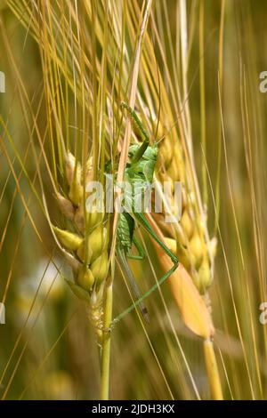 Große grüne Buschkrille, grüne Buschkrille (Tettigonia viridissima), sitzt am Ohr der Gerste, Seitenansicht, Deutschland, Nordrhein-Westfalen, Stockfoto