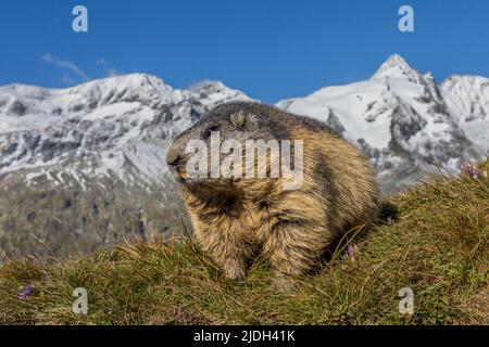 alpenmarmot (Marmota marmota), auf Gras sitzend, Großglockner im Hintergrund, Österreich, Kärnten, Nationalpark hohe Tauern Stockfoto