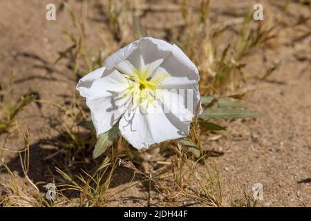 Vogelkäfig-Abendprimerose, Düne-Nachtkerze (Oenothera deltoides), Blume in der Nähe von Salt River, USA, Arizona, Saguaro Lake Stockfoto