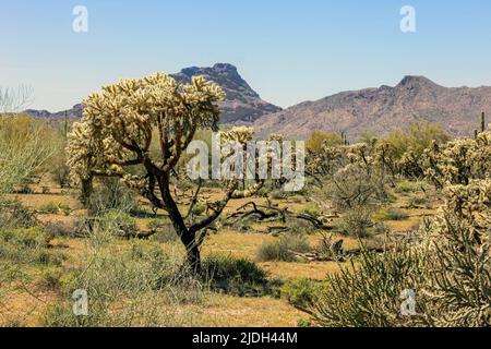 Teddybär-Cholla, Jumping Cholla, Silbercholla (Opuntia bigelovii, Cylindropuntia bigelovii), viele Teddybär-Cholla in der Sonora-Wüste, USA, Stockfoto