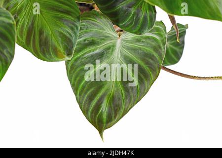 Samtblatt von tropischer 'Philodendron Verrucosum'-Zimmerpflanze auf weißem Hintergrund Stockfoto