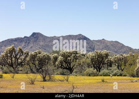 Teddybär-Cholla, Jumping Cholla, Silbercholla (Opuntia bigelovii, Cylindropuntia bigelovii), viele Teddybär-Chollas in der Sonora-Wüste mit Teppich Stockfoto