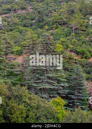 Zeder mit Kurznadel, Zyprianische Zeder (Cedrus brevifolia, Cedrus libani var. Brevifolia), natürlicher Lebensraum in der Mpountain-Landschaft Zyperns, Zyperns, Stockfoto