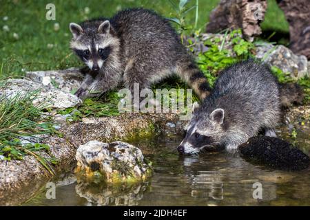 Gemeiner Waschbär (Procyon lotor), zwei junge Waschbären an einem Gartenteich, Deutschland, Baden-Württemberg Stockfoto