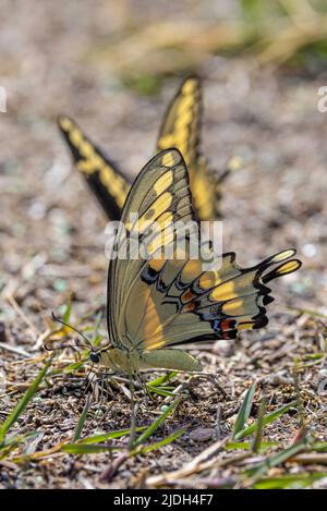 Riesiger Schwalbenschwanz (Papilio cresphontes), trinkt Tautropfen aus dem Gras, USA, Arizona, Sonoran Stockfoto