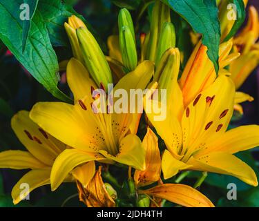 Große Gruppe von leuchtend gelben Lilien im Garten hinter dem Haus Stockfoto