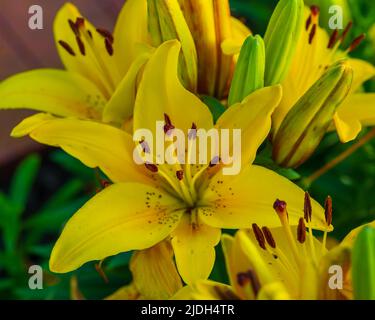 Große Gruppe von gelben Lilien im Garten hinter dem Haus Stockfoto