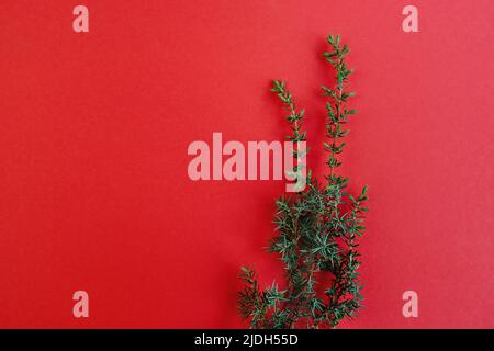 Juniper-Niederlassung auf rotem Hintergrund. Speicherplatz Kopieren. Weihnachtsbaum-Konzept mit immergrünen Ästen. Flach liegend. Weicher, selektiver Fokus Stockfoto