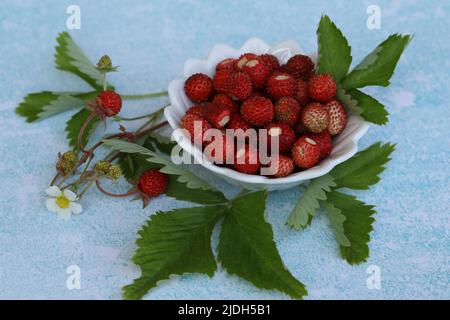 Rote Erdbeere mit Blättern auf blauem Hintergrund Stockfoto