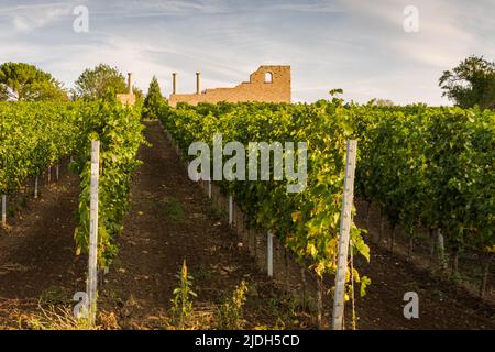 Römisches Anwesen Villa Rustica Weilberg und Weinberge bei Bad Dürkheim, Rheinland-Pfalz, Deutschland Stockfoto