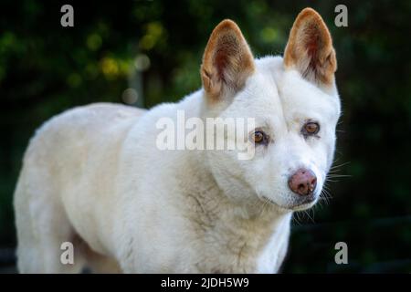 Weißer adulter Dingo (Canis familiaris Dingo) steht und schaut auf die Kamera. Maryborough Queensland Australien Stockfoto