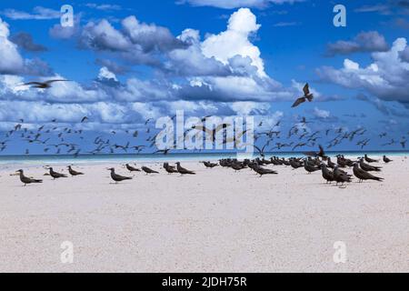 Tropische Vögel der Lagune von Mayotte Stockfoto