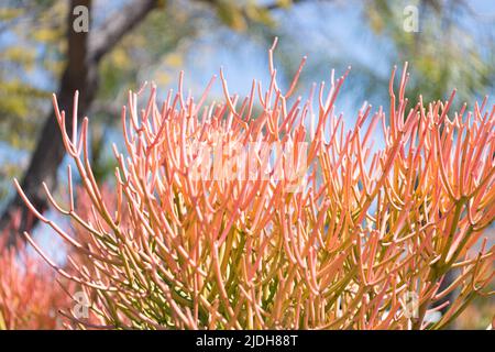 Euphorbia tirucalli mit Sukulenten Ästen natürlichen Hintergrund Stockfoto