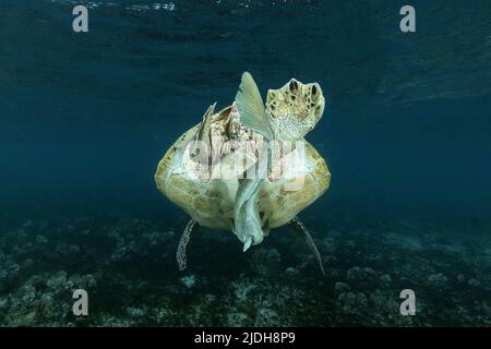 Grüne Meeresschildkröte, die auf Seegras in der Lagune von Mayotte weidet, eine friedliche Begegnung, die die biologische Vielfalt der Meere und die natürliche Schönheit zeigt. Stockfoto