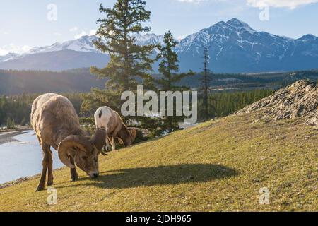 Nahrungssuche Dickhornschafe (Ovis canadensis) Widderporträt. Canadian Rockies Jasper National Park Landschaft Hintergrund. Naturlandschaft. Stockfoto