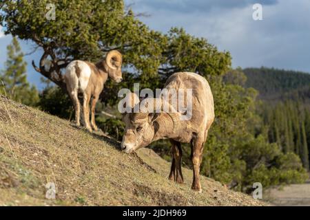 Nahrungssuche Dickhornschafe (Ovis canadensis) Widderporträt. Canadian Rockies Jasper National Park Landschaft Hintergrund. Naturlandschaft. Stockfoto