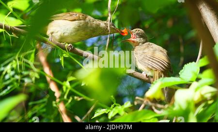 Der Vogel füttert Nahrung in den Schnabel des Babyvogels, den Streifenohrigen Bulbul (Pycnonotus blanfordi) auf einem Baum mit natürlichen grünen Blättern im Hintergrund Stockfoto