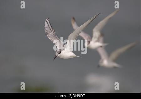 Whiskered Tern ist ein Vogel der Alten Welt. Sie brüten an verstreuten Orten in Europa, Asien, Afrika und Australien. Stockfoto