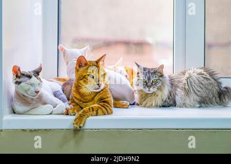 Eine Gruppe von entzückenden Katzen verschiedener Rassen ruht auf dem Fensterbrett. Niedliche Haustiere Konzept Stockfoto