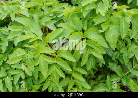 Frühlingsblätter der Angelica Archangelica Pflanze. Heilpflanze Stockfoto