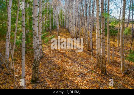 Herbstwald, der Boden ist mit gelb gefallenen Blättern, Birkenhain bedeckt Stockfoto