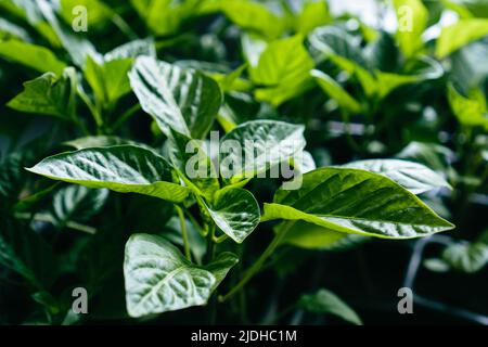 Pfeffern Sie die Sämlinge auf der Fensterbank. Pflanzung Gemüsegarten. Samen aussäen und Sämlinge anbauen Stockfoto