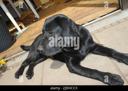Foto eines schwarzen Labrador Retriever. Labrador Welpe in Nahaufnahme. Schwarzes Hundegesicht, Augen, Ohren, Nase, Pfoten. Haustier im Garten. Makrofotografie. Stockfoto
