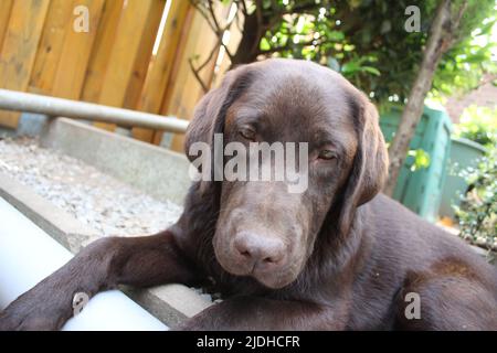 Brown Labrador Retriever. Hundegesicht in Nahaufnahme. Labrador Welpe. Haustiere im Garten. Die natürliche Umgebung für Tiere. Reinrassige Labrador. Stammbaum. Stockfoto