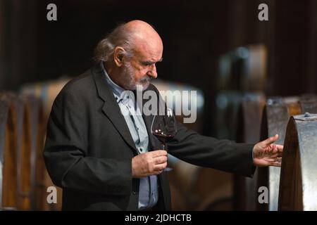 Leitender kaukasischer Mann mit Graubart, ein Weinkenner, der ein Glas hält und den Rotwein durch Anblick, Geruch und Geschmack analysiert Stockfoto