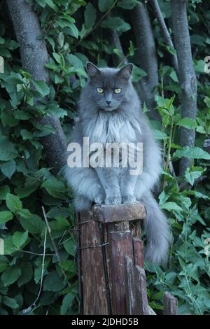 Langhaarige graue Katze, die auf einem Holzzaun steht, Bäume im Hintergrund Stockfoto