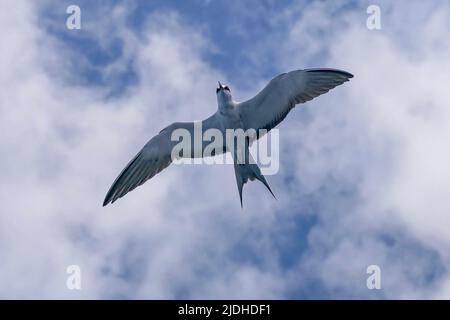 Vögel der Mayotte Lagune Indischer Ozean Stockfoto