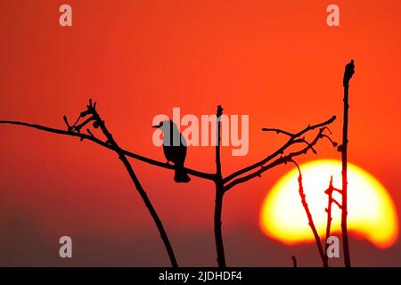 Tropische Vögel der Lagune von Mayotte Stockfoto